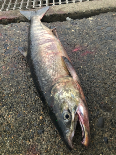 アキアジの釣果