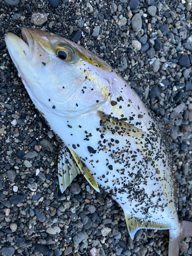 ショゴの釣果