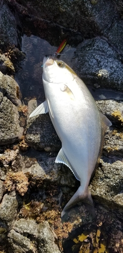 カンパチの釣果