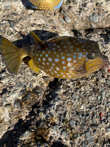 ハコフグの釣果