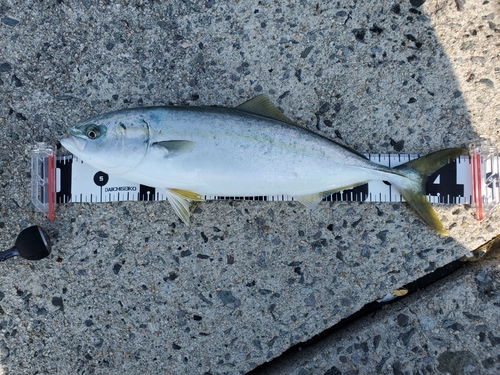 ハマチの釣果