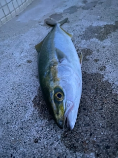 ツバイソの釣果