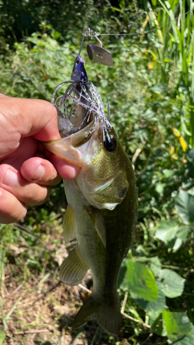 ラージマウスバスの釣果