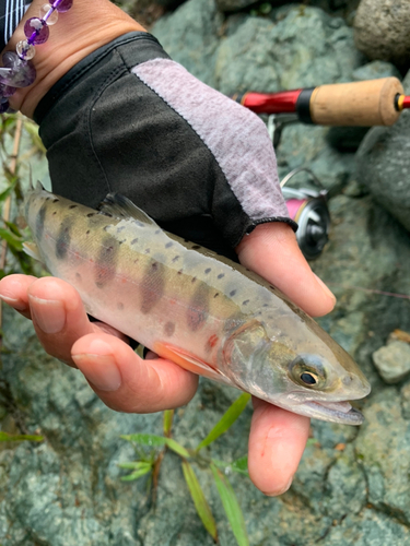 ヤマメの釣果