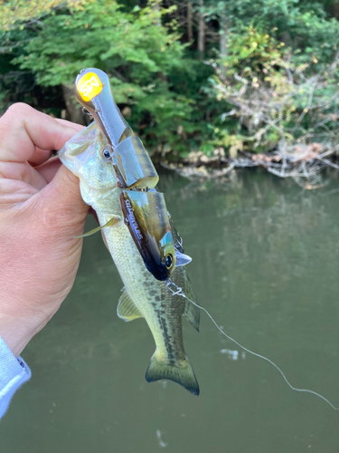 ラージマウスバスの釣果