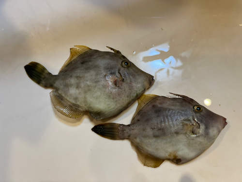 カワハギの釣果