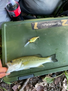 ラージマウスバスの釣果