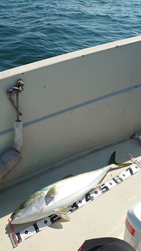 メジロの釣果