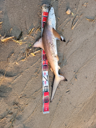 サメの釣果