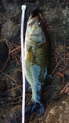 ブラックバスの釣果