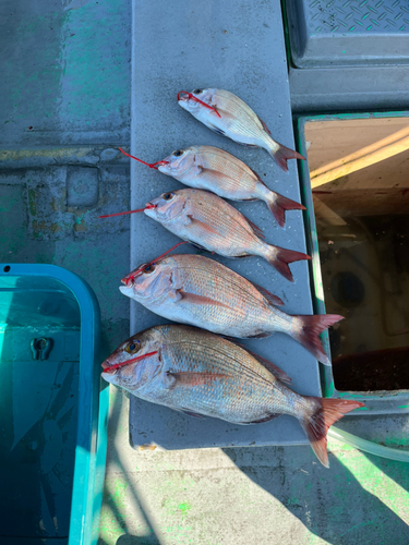 マダイの釣果