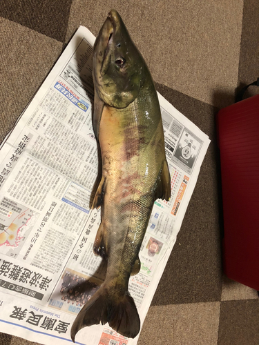 アキアジの釣果