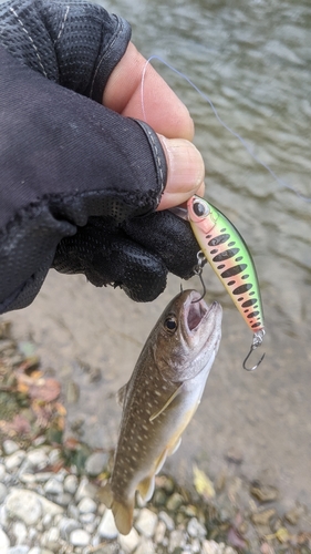 アメマスの釣果