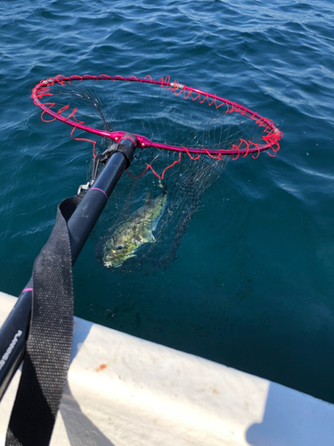 シロサバフグの釣果