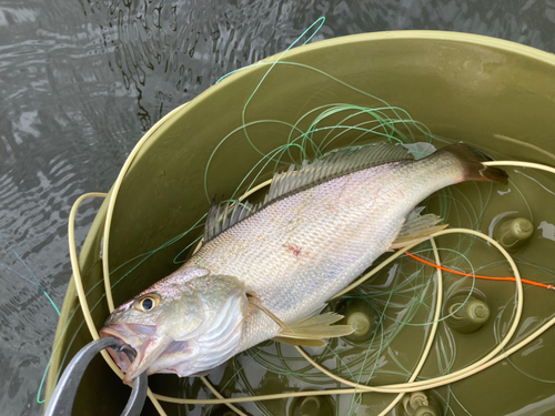 イシモチの釣果