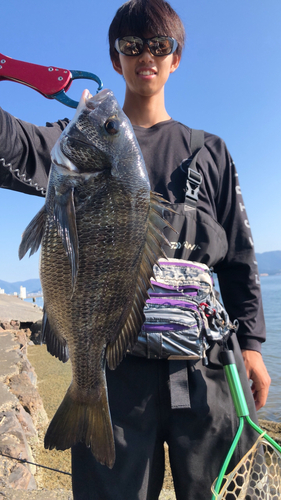 チヌの釣果