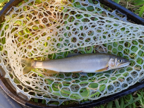 アユの釣果