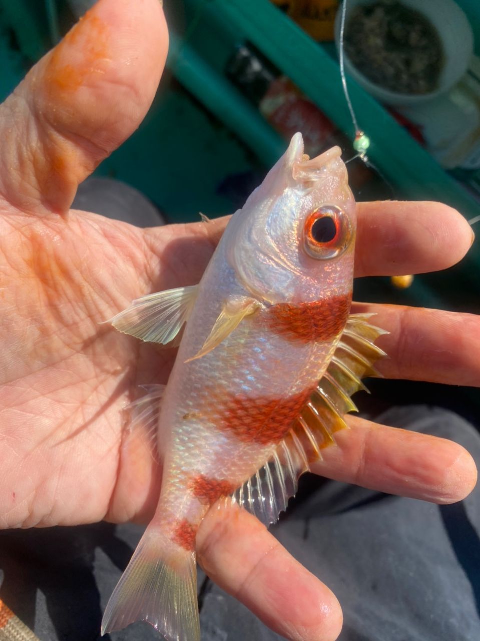 浩房13-80さんの釣果 3枚目の画像