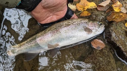 ニジマスの釣果