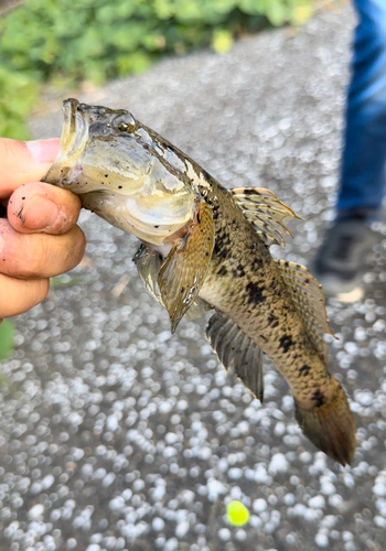 ハゼの釣果