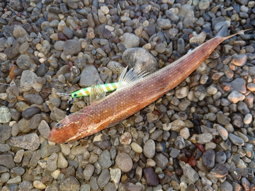 エソの釣果