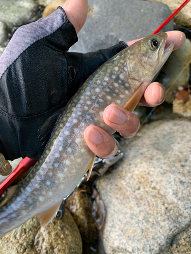 ニッコウイワナの釣果