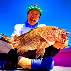 オオモンハタの釣果