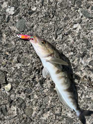 ホッケの釣果