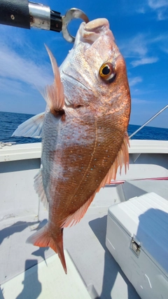 マダイの釣果