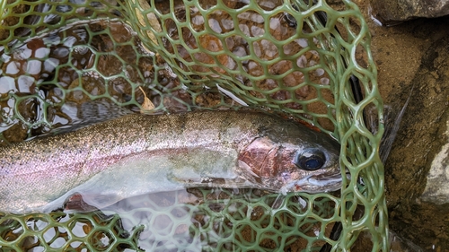 ニジマスの釣果