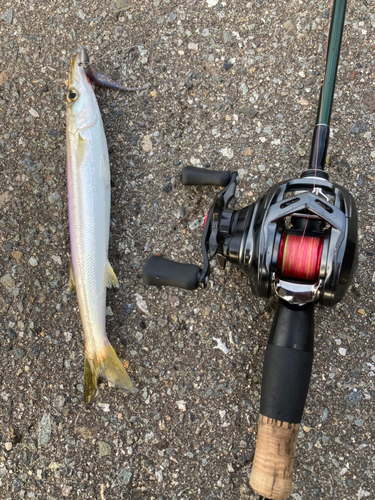 カマスの釣果