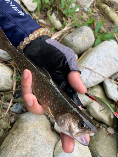 ニッコウイワナの釣果