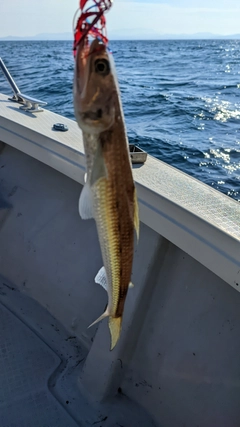 エソの釣果