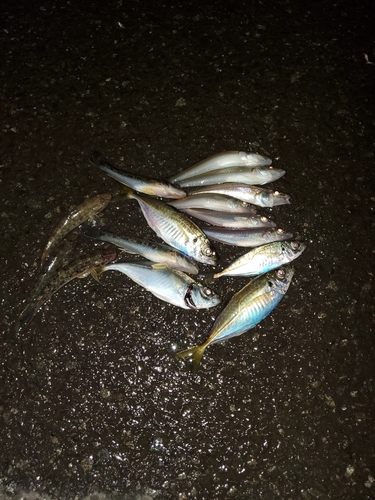 アジの釣果