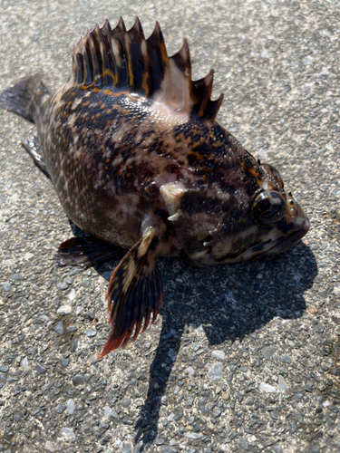 オウゴンムラソイの釣果