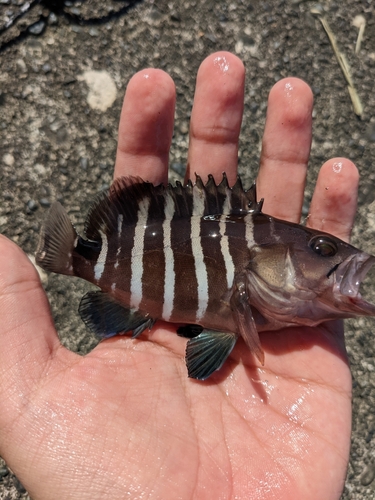 アオハタの釣果