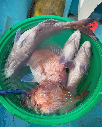 マダイの釣果