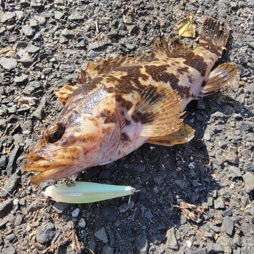 タケノコメバルの釣果