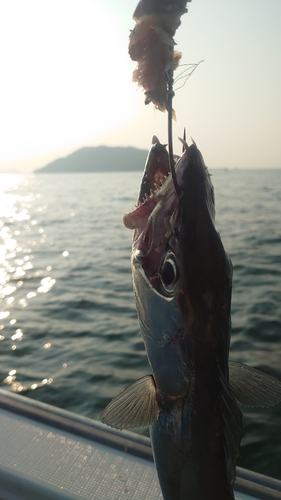 タチウオの釣果