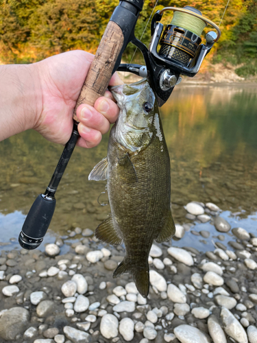 スモールマウスバスの釣果