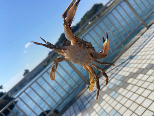 イソギンポの釣果