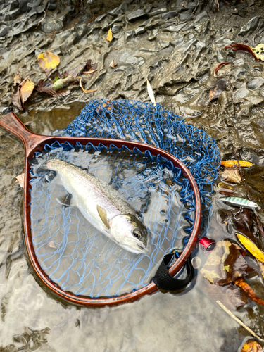 ニジマスの釣果