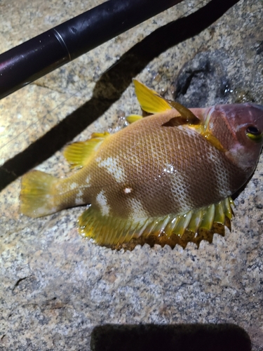 シブダイの釣果