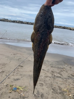 マゴチの釣果