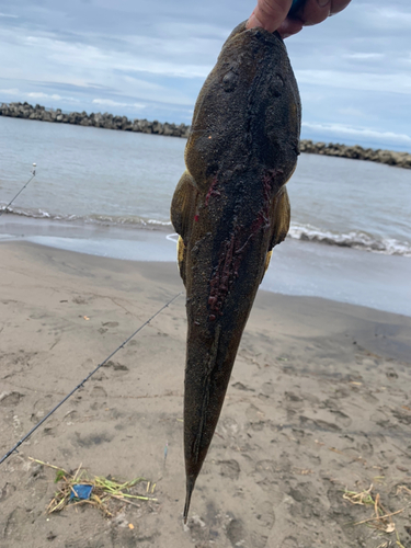 マゴチの釣果