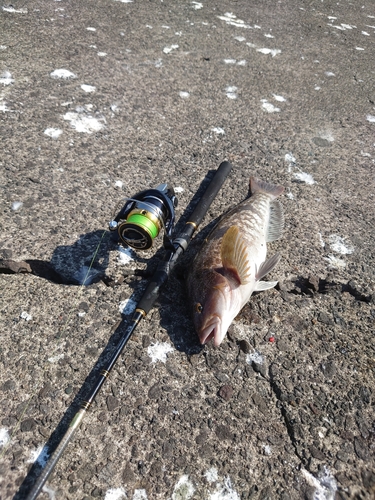 アイナメの釣果