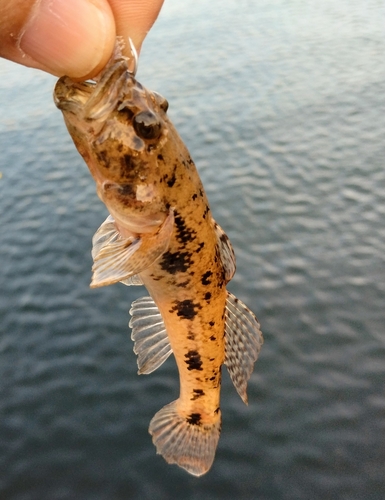 マハゼの釣果