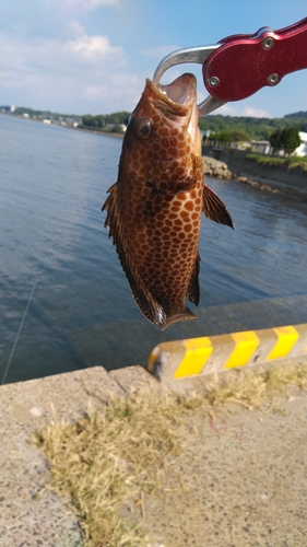 オオモンハタの釣果