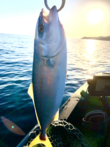 ツバスの釣果