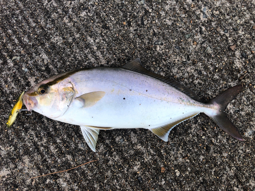 カンパチの釣果